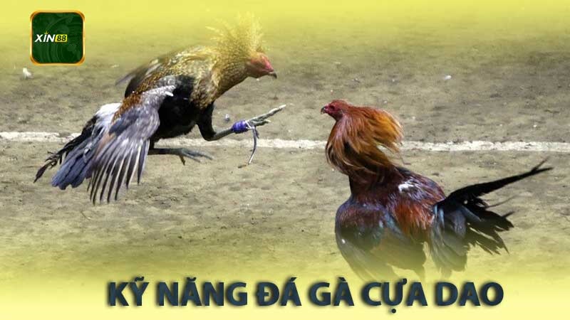 Các Phương Pháp Nâng Cao Kỹ Năng Đá Gà Cựa Dao